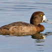 Greater Scaup